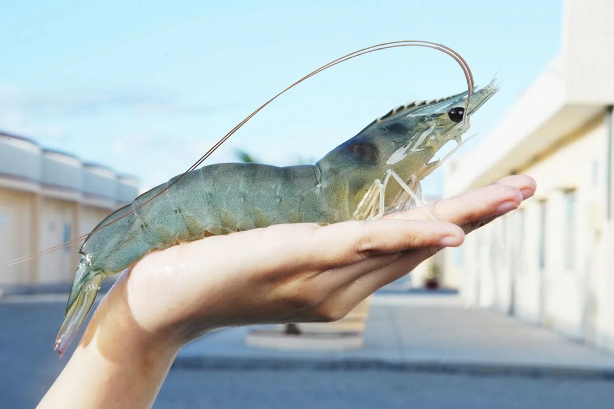 Tôm thẻ chân trắng